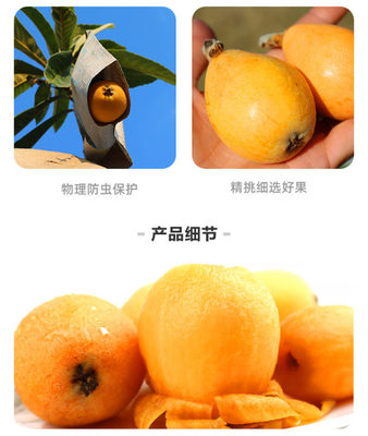 攀枝花枇杷苗多少錢、攀枝花大五星枇杷苗苗圃