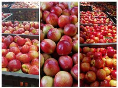 &ldquo;互聯網+&rdquo; 帶著攀枝花特色農產品走四方