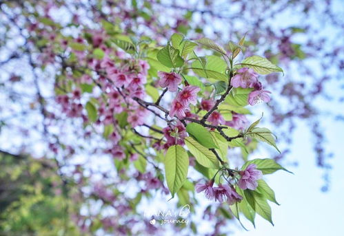 在攀枝花的深山中,隱藏著這樣一個(gè)溶洞,一步一景仿佛仙境