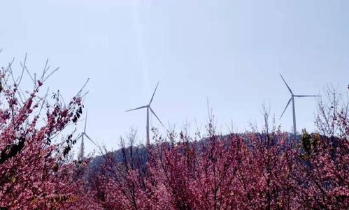 四川攀枝花市長(zhǎng)虞平 打造釩鈦和清潔能源 兩大千億產(chǎn)業(yè) 建實(shí)氫能產(chǎn)業(yè)示范城市