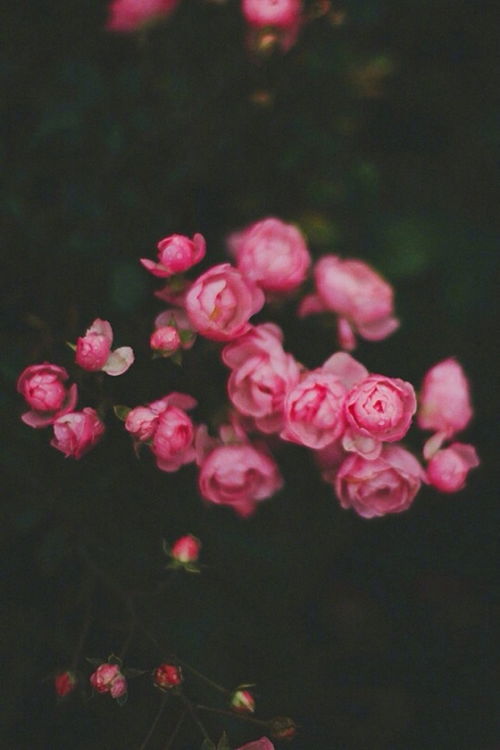 征稿 首獎(jiǎng)5000元 星星 詩(shī)詞 攀枝花詠花詩(shī)詞征稿大賽