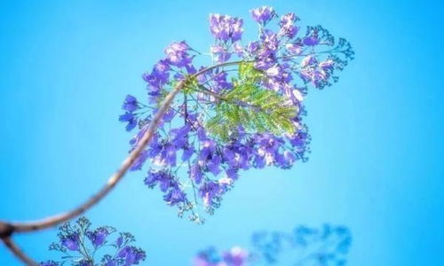 藍(lán)花楹盛開(kāi) 英雄攀枝花浪漫滿城