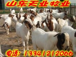 攀枝花哪里能買到改良肉牛_農(nóng)副產(chǎn)品_世界工廠網(wǎng)