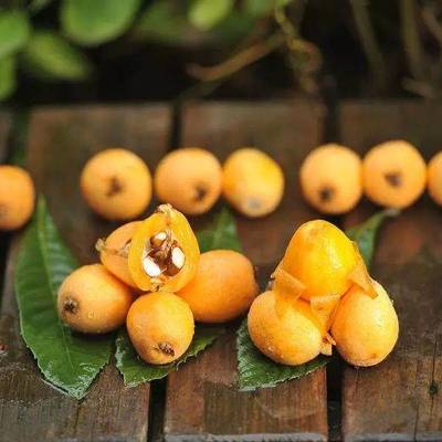 春季感冒咳嗽高發(fā)期,這些水果好吃又養(yǎng)生。