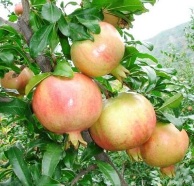 攀枝花特色農產品介紹