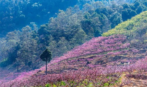 花開(kāi)天府題記 這是庚子年經(jīng)歷了風(fēng)雨的春暖花開(kāi)