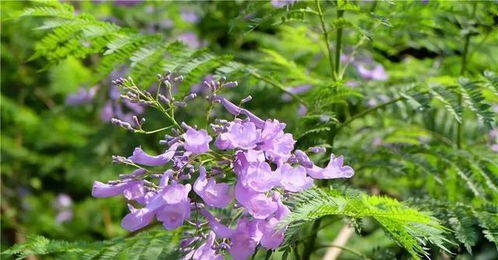 攀枝花最早的藍花楹開了,周末約起