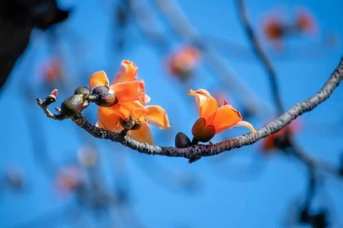 陌上花開 快來攀枝花尋找最美的春天吧