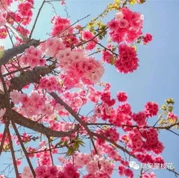 最全整理 攀枝花主要賞花景區(qū)地點(diǎn) 聯(lián)系方式 踏青賞花快約起來