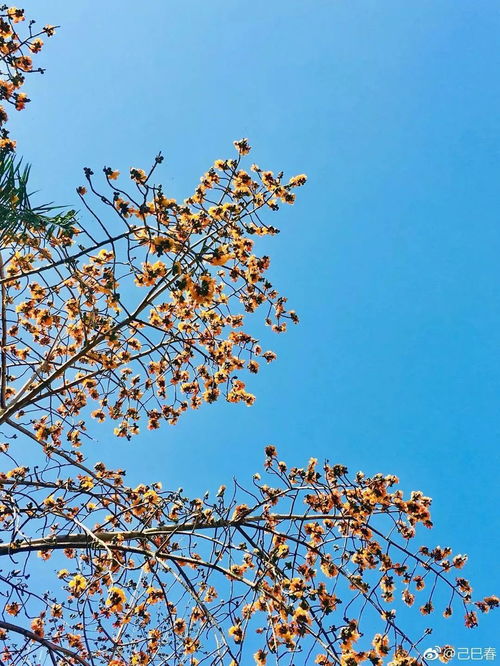 對不起,我要去攀枝花了