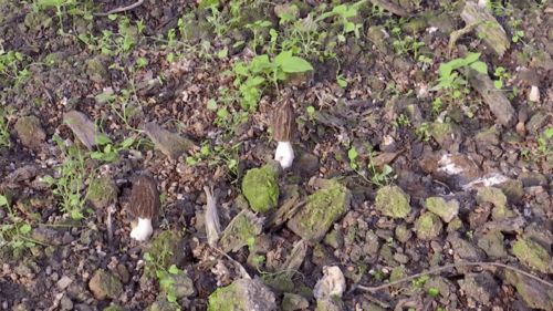 攀枝花喜迎菌中之王豐收