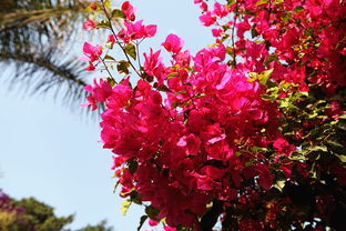 植樹(shù)節(jié)大作戰(zhàn) 給攀枝花點(diǎn)顏色看看