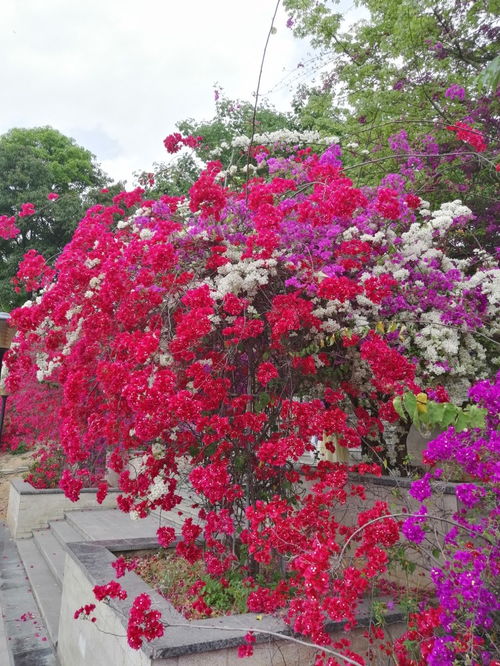 全國(guó)最大的三角梅主題公園——攀枝花市河門(mén)口公園