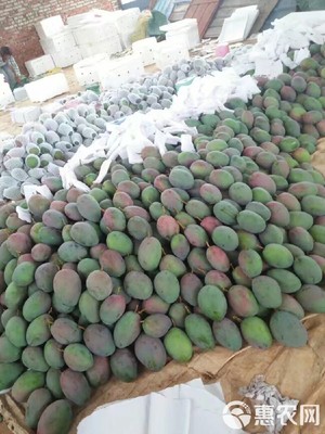 預售實惠 攀枝花凱特芒10斤裝僅35元，7月12日發貨