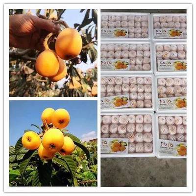 品攀枝花五星枇杷，享舌尖上的自然饋贈